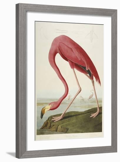 American Flamingo, from 'The Birds of America'-John James Audubon-Framed Giclee Print