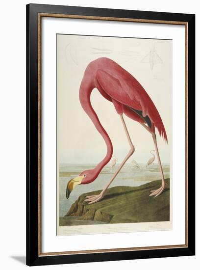 American Flamingo, from 'The Birds of America'-John James Audubon-Framed Giclee Print