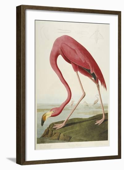 American Flamingo, from 'The Birds of America'-John James Audubon-Framed Giclee Print