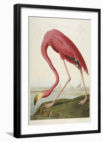 American Flamingo, from 'The Birds of America'-John James Audubon-Framed Giclee Print