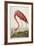 American Flamingo, from 'The Birds of America'-John James Audubon-Framed Giclee Print