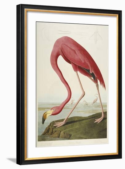 American Flamingo, from 'The Birds of America'-John James Audubon-Framed Giclee Print