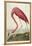 American Flamingo, from 'The Birds of America'-John James Audubon-Framed Premier Image Canvas