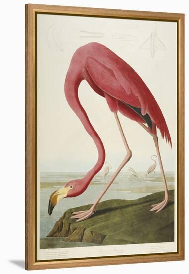 American Flamingo, from 'The Birds of America'-John James Audubon-Framed Premier Image Canvas