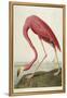 American Flamingo, from 'The Birds of America'-John James Audubon-Framed Premier Image Canvas