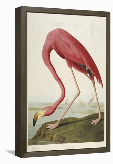 American Flamingo, from 'The Birds of America'-John James Audubon-Framed Premier Image Canvas