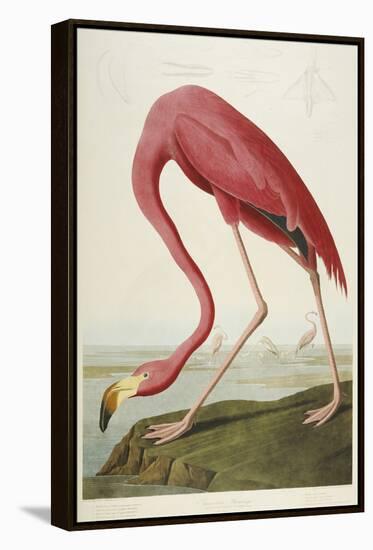 American Flamingo, from 'The Birds of America'-John James Audubon-Framed Premier Image Canvas