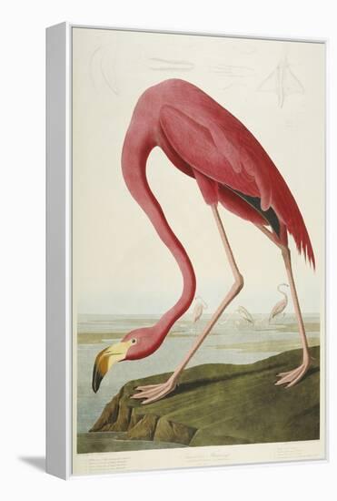 American Flamingo, from 'The Birds of America'-John James Audubon-Framed Premier Image Canvas