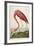 American Flamingo, from 'The Birds of America'-John James Audubon-Framed Premium Giclee Print