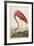 American Flamingo, from 'The Birds of America'-John James Audubon-Framed Premium Giclee Print
