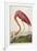 American Flamingo, from 'The Birds of America'-John James Audubon-Framed Giclee Print