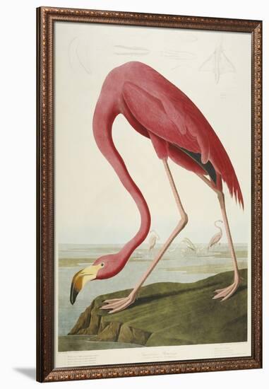 American Flamingo, from 'The Birds of America'-John James Audubon-Framed Giclee Print