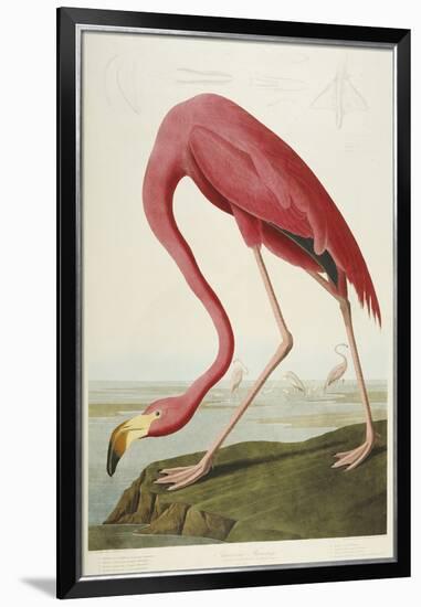 American Flamingo, from 'The Birds of America'-John James Audubon-Framed Giclee Print