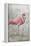 American Flamingo I-Tim O'toole-Framed Stretched Canvas