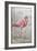 American Flamingo I-Tim O'toole-Framed Art Print