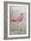 American Flamingo I-Tim O'toole-Framed Art Print