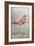 American Flamingo I-Tim O'toole-Framed Art Print