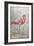 American Flamingo I-Tim O'toole-Framed Art Print