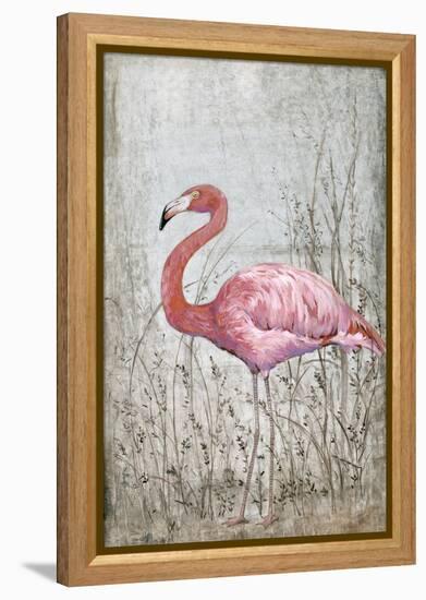 American Flamingo II-Tim O'toole-Framed Stretched Canvas