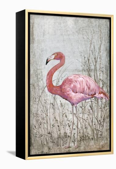 American Flamingo II-Tim O'toole-Framed Stretched Canvas