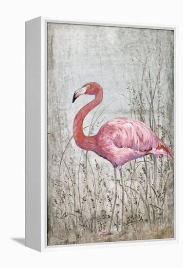 American Flamingo II-Tim O'toole-Framed Stretched Canvas