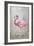 American Flamingo II-Tim O'toole-Framed Art Print