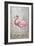 American Flamingo II-Tim O'toole-Framed Art Print