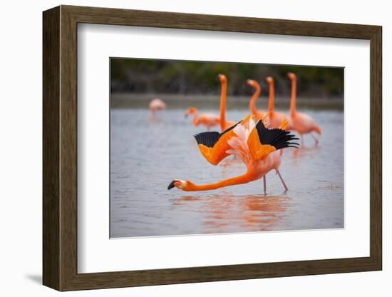 American flamingo performing courtship wing flashing, Ecuador-Tui De Roy-Framed Photographic Print