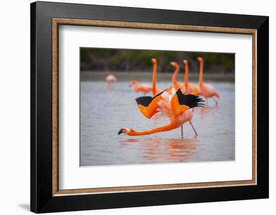 American flamingo performing courtship wing flashing, Ecuador-Tui De Roy-Framed Photographic Print