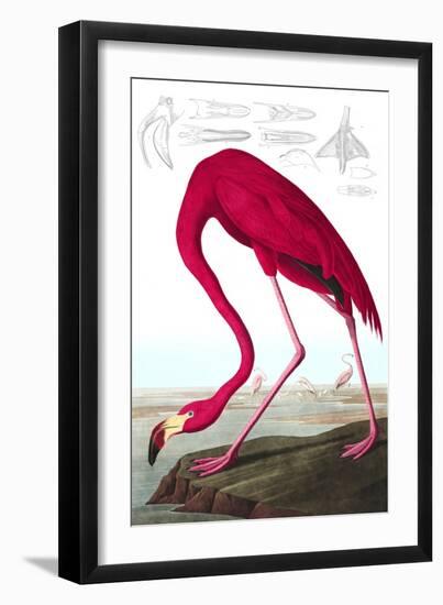 American Flamingo, Phoenicopterus Ruber, from the Birds of America by John J. Audubon, Pub. 1827-38-John James Audubon-Framed Giclee Print