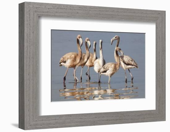 American Flamingo (Phoenicopterus Ruber) Juveniles-Claudio Contreras-Framed Photographic Print