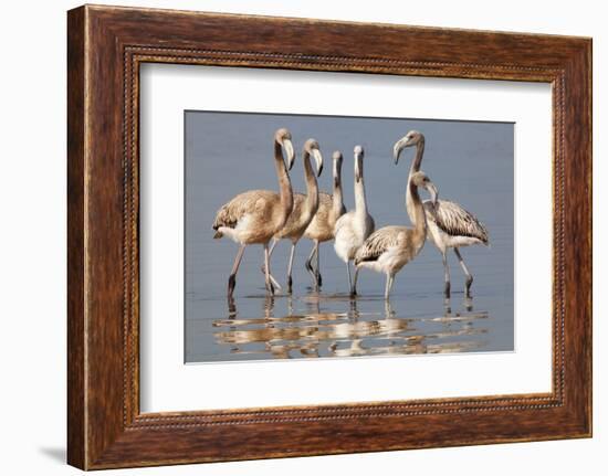 American Flamingo (Phoenicopterus Ruber) Juveniles-Claudio Contreras-Framed Photographic Print
