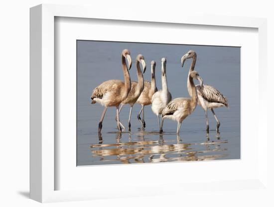 American Flamingo (Phoenicopterus Ruber) Juveniles-Claudio Contreras-Framed Photographic Print