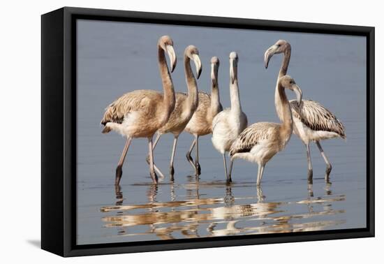 American Flamingo (Phoenicopterus Ruber) Juveniles-Claudio Contreras-Framed Premier Image Canvas