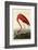 American Flamingo-John James Audubon-Framed Giclee Print