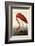 American Flamingo-John James Audubon-Framed Giclee Print