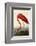 American Flamingo-John James Audubon-Framed Giclee Print