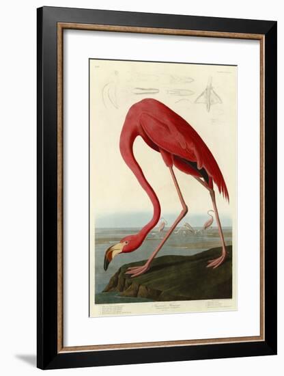 American Flamingo-John James Audubon-Framed Giclee Print