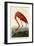 American Flamingo-John James Audubon-Framed Giclee Print