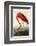 American Flamingo-John James Audubon-Framed Art Print