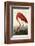 American Flamingo-John James Audubon-Framed Art Print