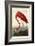 American Flamingo-John James Audubon-Framed Art Print