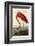 American Flamingo-John James Audubon-Framed Art Print