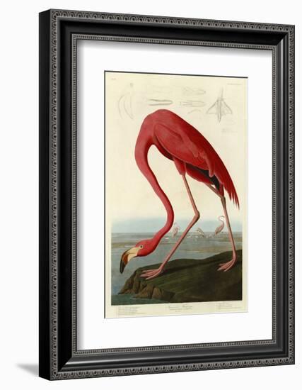 American Flamingo-John James Audubon-Framed Art Print