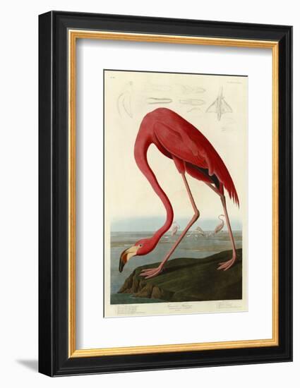 American Flamingo-John James Audubon-Framed Art Print