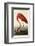 American Flamingo-John James Audubon-Framed Art Print