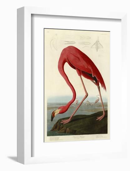 American Flamingo-John James Audubon-Framed Art Print