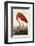 American Flamingo-John James Audubon-Framed Art Print