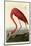 American Flamingo-John James Audubon-Mounted Art Print