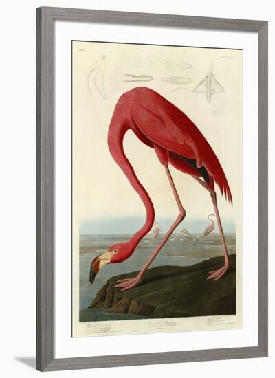 American Flamingo-John James Audubon-Framed Art Print